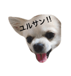 チワワのゆきまる（個別スタンプ：5）