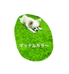 チワワのゆきまる（個別スタンプ：9）