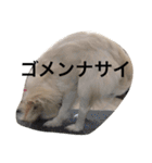 チワワのゆきまる（個別スタンプ：13）