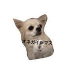 チワワのゆきまる（個別スタンプ：14）