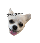 チワワのゆきまる（個別スタンプ：15）