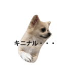 チワワのゆきまる（個別スタンプ：17）