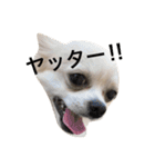 チワワのゆきまる（個別スタンプ：21）