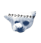 チワワのゆきまる（個別スタンプ：22）