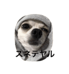 チワワのゆきまる（個別スタンプ：24）
