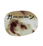 チワワのゆきまる（個別スタンプ：25）
