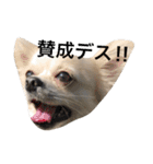 チワワのゆきまる（個別スタンプ：26）