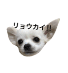 チワワのゆきまる（個別スタンプ：27）