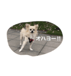 チワワのゆきまる（個別スタンプ：32）