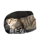 amusan.（個別スタンプ：4）