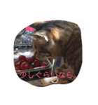 amusan.（個別スタンプ：7）