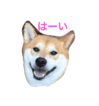 柴犬ふくちゃんの日常スタンプ（個別スタンプ：1）