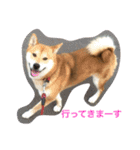 柴犬ふくちゃんの日常スタンプ（個別スタンプ：2）