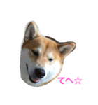 柴犬ふくちゃんの日常スタンプ（個別スタンプ：3）
