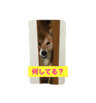 柴犬ふくちゃんの日常スタンプ（個別スタンプ：4）