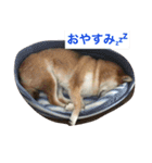 柴犬ふくちゃんの日常スタンプ（個別スタンプ：5）