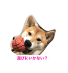 柴犬ふくちゃんの日常スタンプ（個別スタンプ：6）