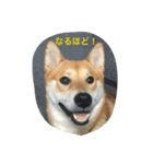 柴犬ふくちゃんの日常スタンプ（個別スタンプ：7）
