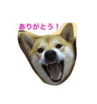 柴犬ふくちゃんの日常スタンプ（個別スタンプ：8）
