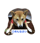 柴犬ふくちゃんの日常スタンプ（個別スタンプ：9）