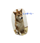 柴犬ふくちゃんの日常スタンプ（個別スタンプ：10）