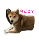 柴犬ふくちゃんの日常スタンプ（個別スタンプ：11）