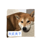 柴犬ふくちゃんの日常スタンプ（個別スタンプ：12）