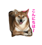 柴犬ふくちゃんの日常スタンプ（個別スタンプ：13）