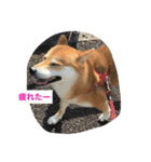 柴犬ふくちゃんの日常スタンプ（個別スタンプ：14）