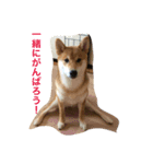 柴犬ふくちゃんの日常スタンプ（個別スタンプ：15）