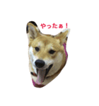 柴犬ふくちゃんの日常スタンプ（個別スタンプ：16）
