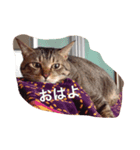 だいちゃんのすたんぷ（個別スタンプ：5）