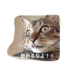 だいちゃんのすたんぷ（個別スタンプ：6）