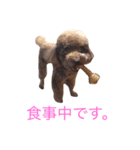 プードルだいちゃん（個別スタンプ：1）