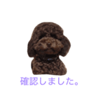 プードルだいちゃん（個別スタンプ：2）