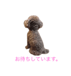 プードルだいちゃん（個別スタンプ：4）