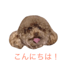 プードルだいちゃん（個別スタンプ：6）
