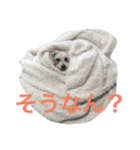 ふたいぬとしゅないぬ（個別スタンプ：3）