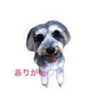 ふたいぬとしゅないぬ（個別スタンプ：4）