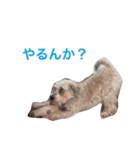 ふたいぬとしゅないぬ（個別スタンプ：6）