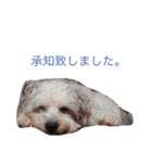 ふたいぬとしゅないぬ（個別スタンプ：7）