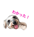 ふたいぬとしゅないぬ（個別スタンプ：8）