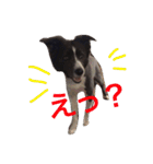 surf君のスタンプです。（個別スタンプ：3）