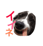 surf君のスタンプです。（個別スタンプ：6）