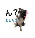 surf君のスタンプです。（個別スタンプ：11）