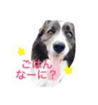 surf君のスタンプです。（個別スタンプ：12）