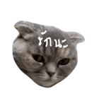 Saba single face ver.1（個別スタンプ：15）