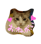 Spicy cats（個別スタンプ：4）
