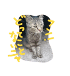 Spicy cats（個別スタンプ：5）