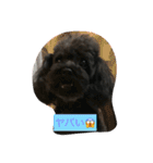Daily conversation on a toy poodle（個別スタンプ：12）